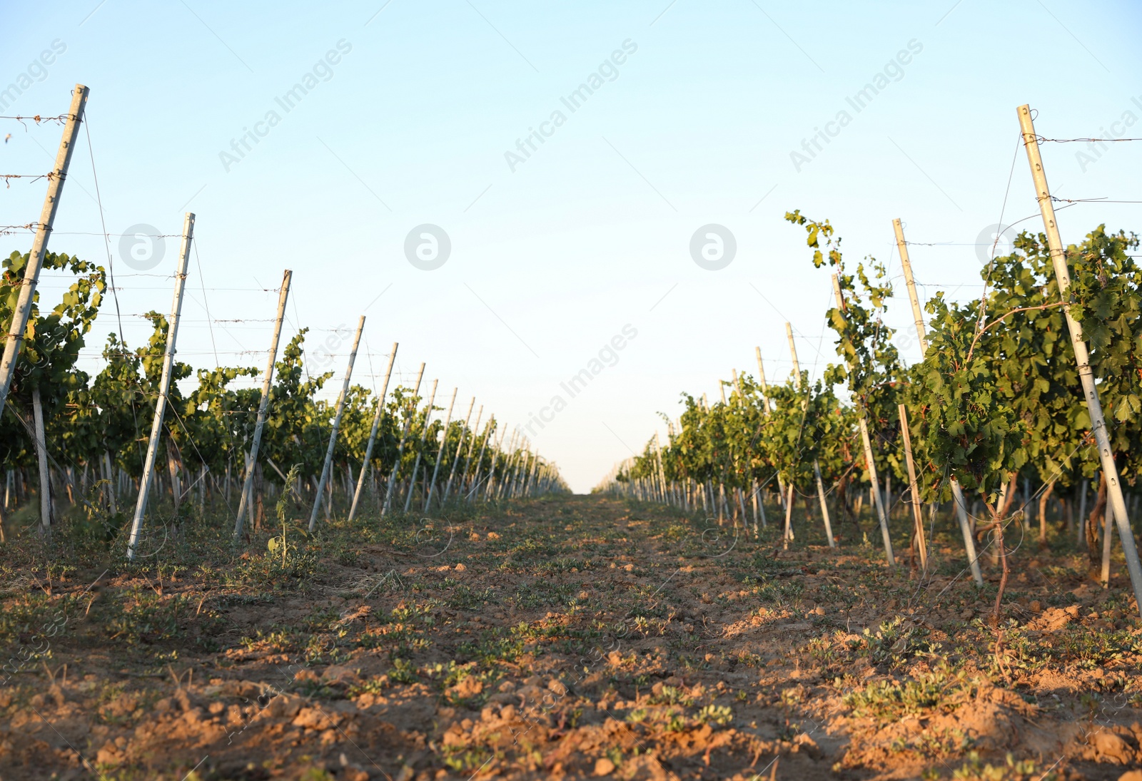 Photo of Beautiful view of vineyard with ripening grapes