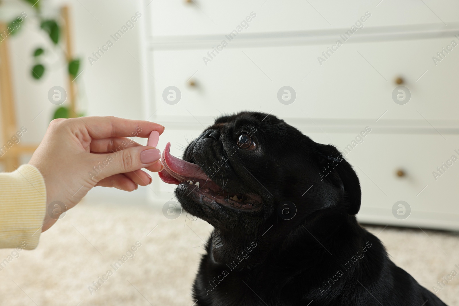 Photo of Woman giving pill to cute Pug dog in room, closeup