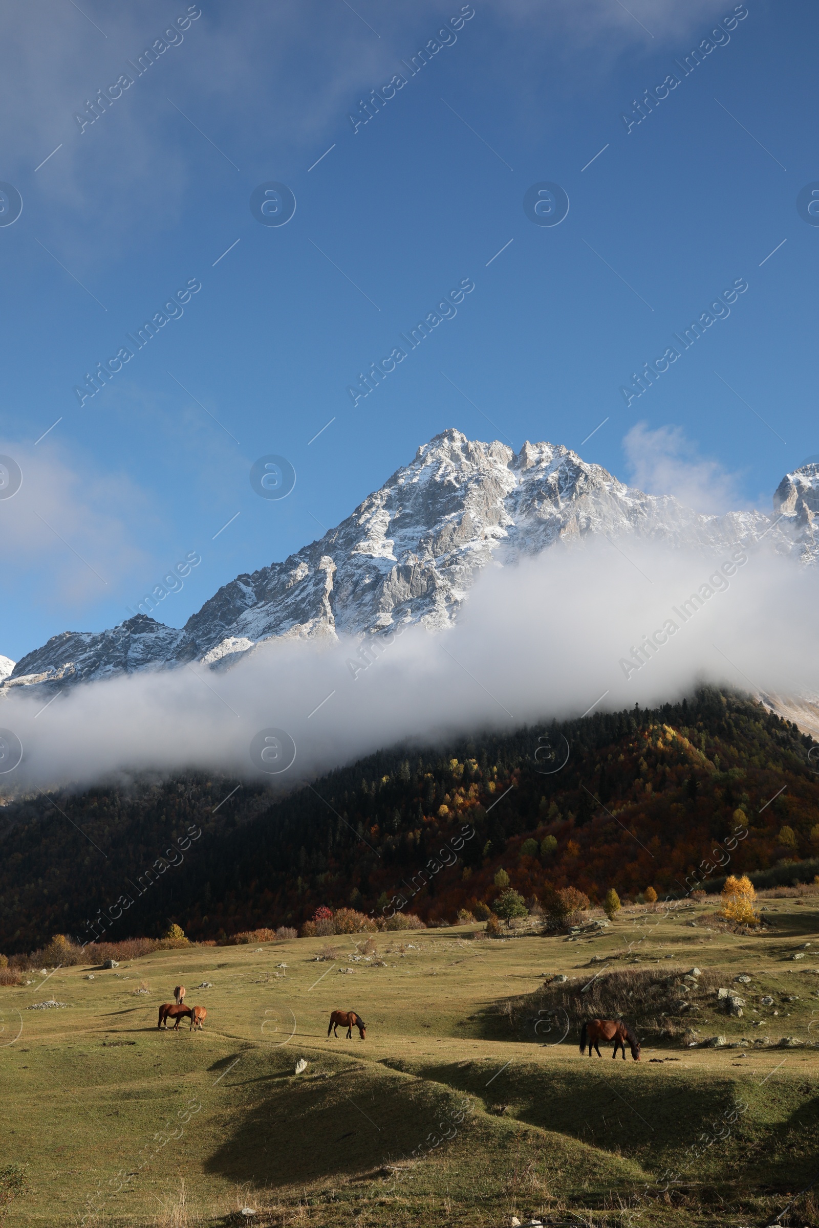 Photo of Picturesque view of high mountains with forest and horses grazing on meadow