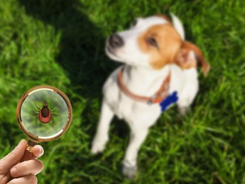 Cute dog outdoors and woman showing tick with magnifying glass, selective focus. Illustration