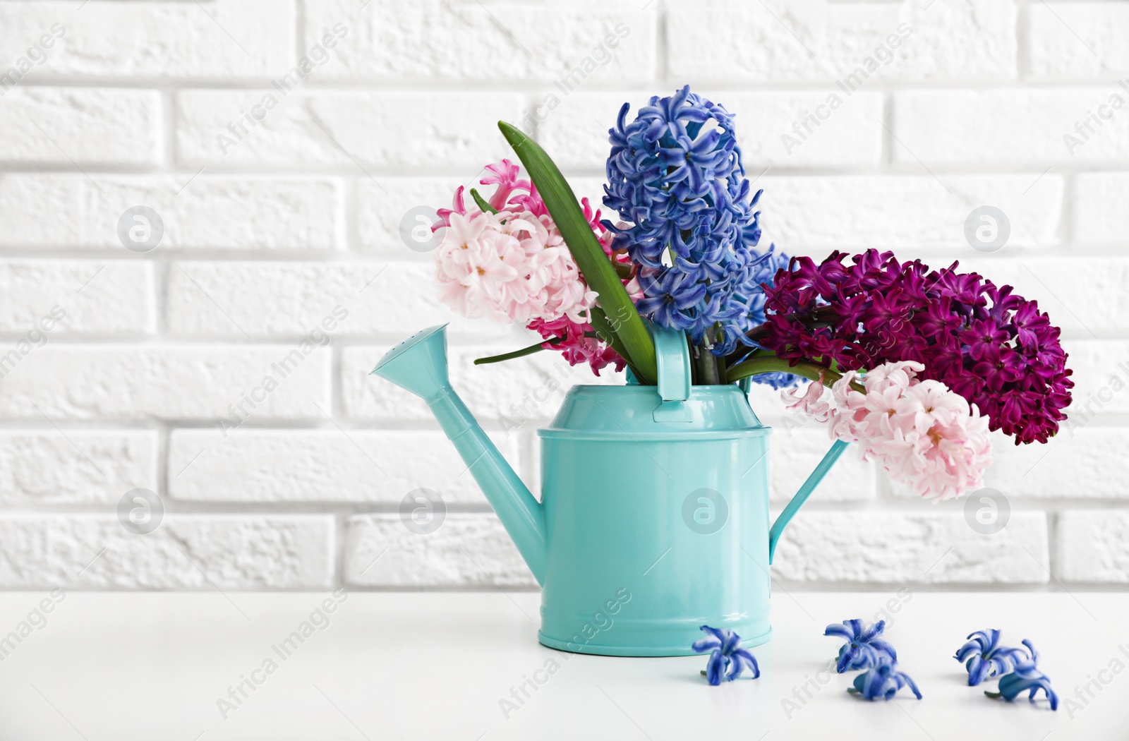 Photo of Beautiful hyacinths in watering can on table against brick wall, space for text. Spring flowers