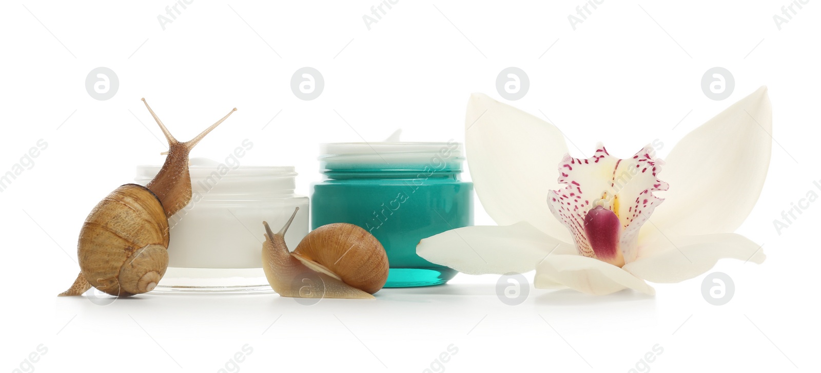 Photo of Snails, jars with cream and orchid flower isolated on white