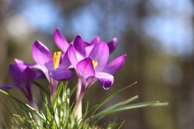 Photo of Fresh purple crocus flowers growing in spring forest