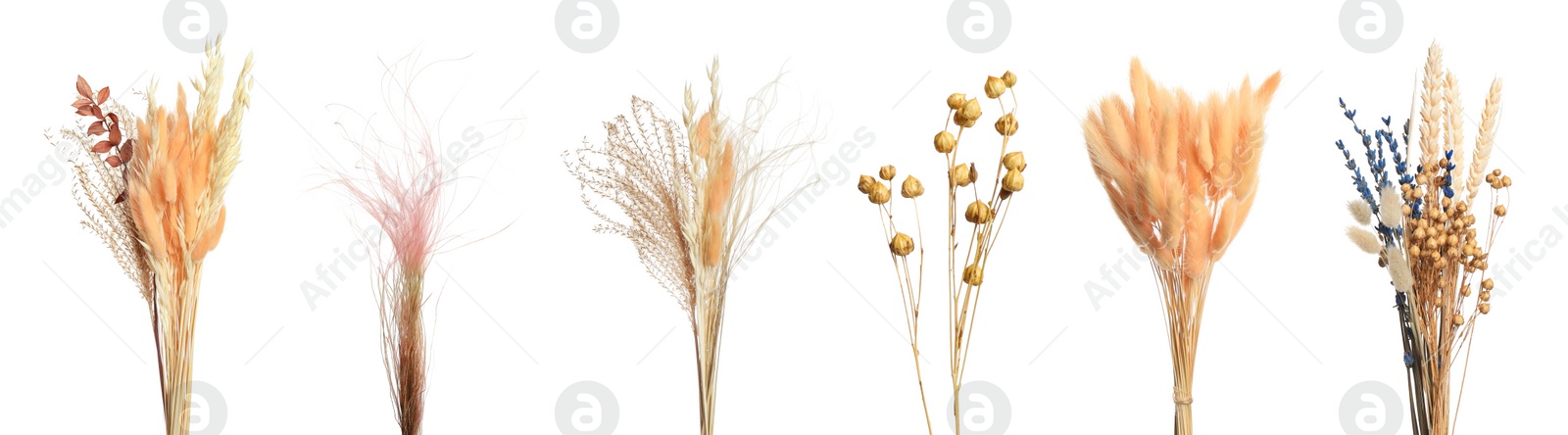 Image of Set with beautiful decorative dry flowers on white background, banner design 