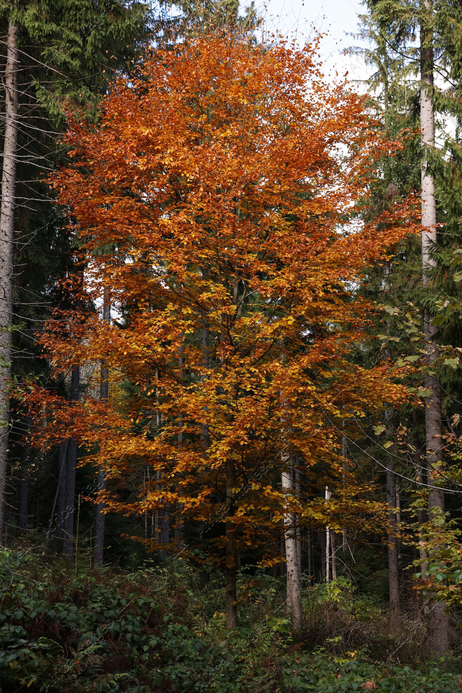 Photo of Beautiful tree with bright autumn leaves in forest