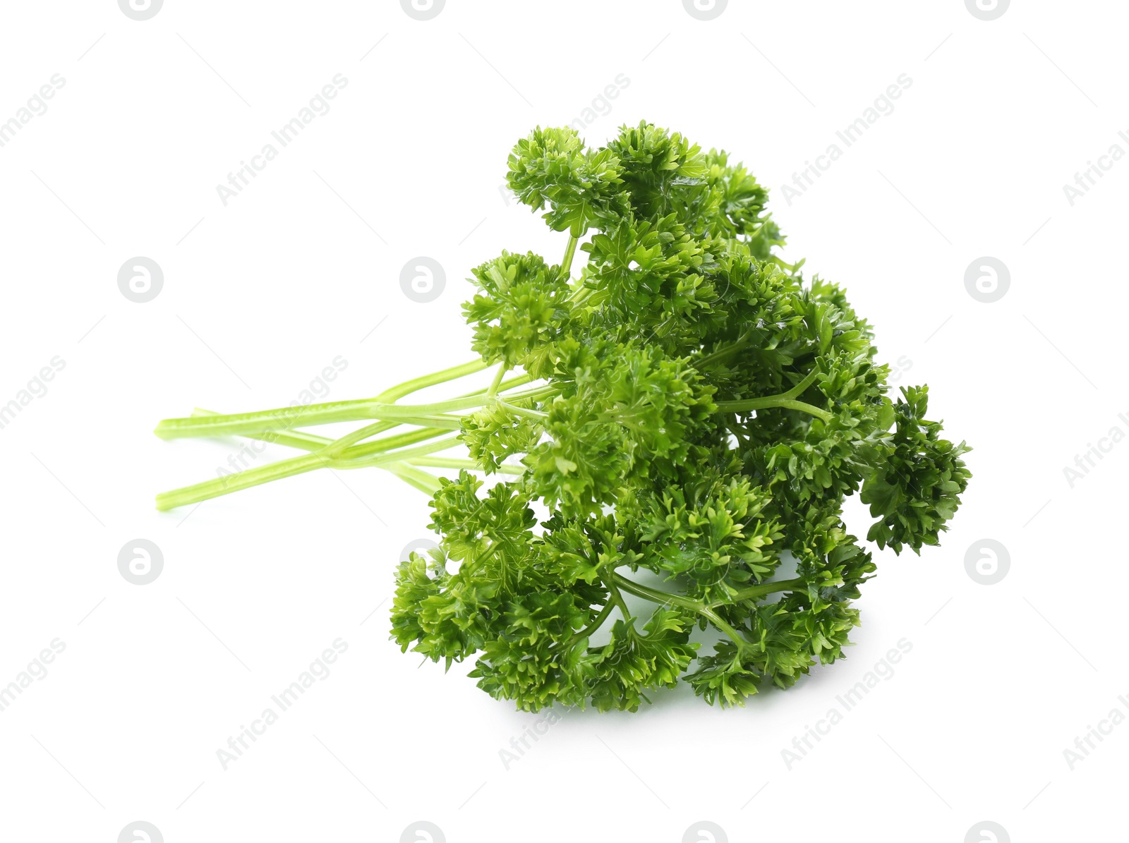 Photo of Fresh green curly parsley on white background