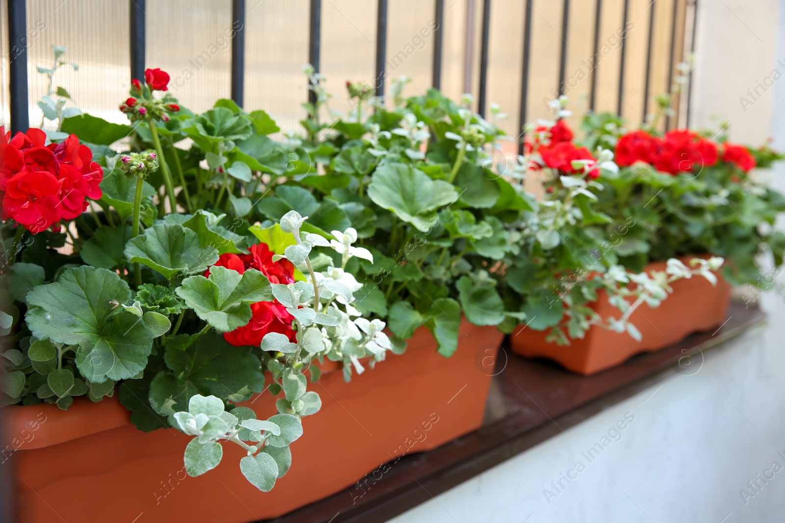 Photo of Beautiful red flowers in plant pot outdoors on sunny day