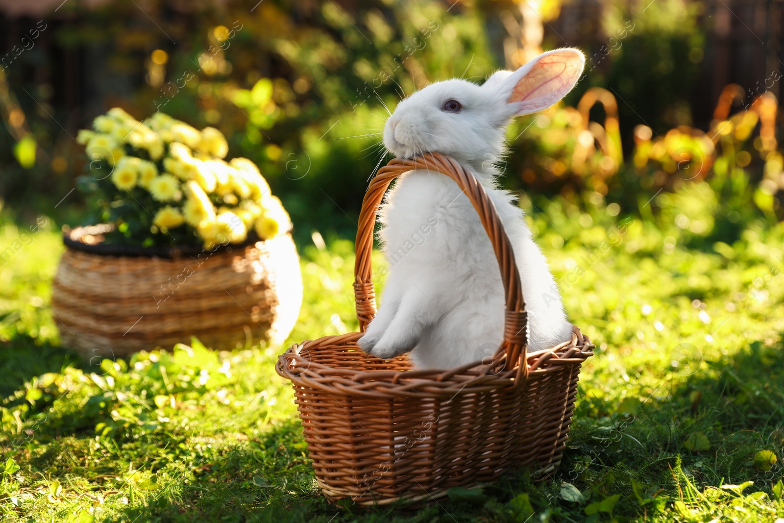 Photo of Cute white rabbit in wicker basket on grass outdoors