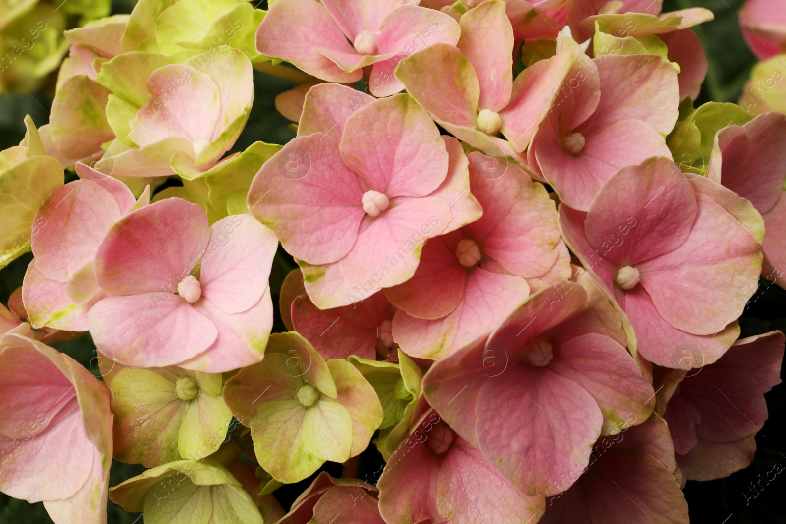 Photo of Hortensia plant with beautiful pink flowers, closeup