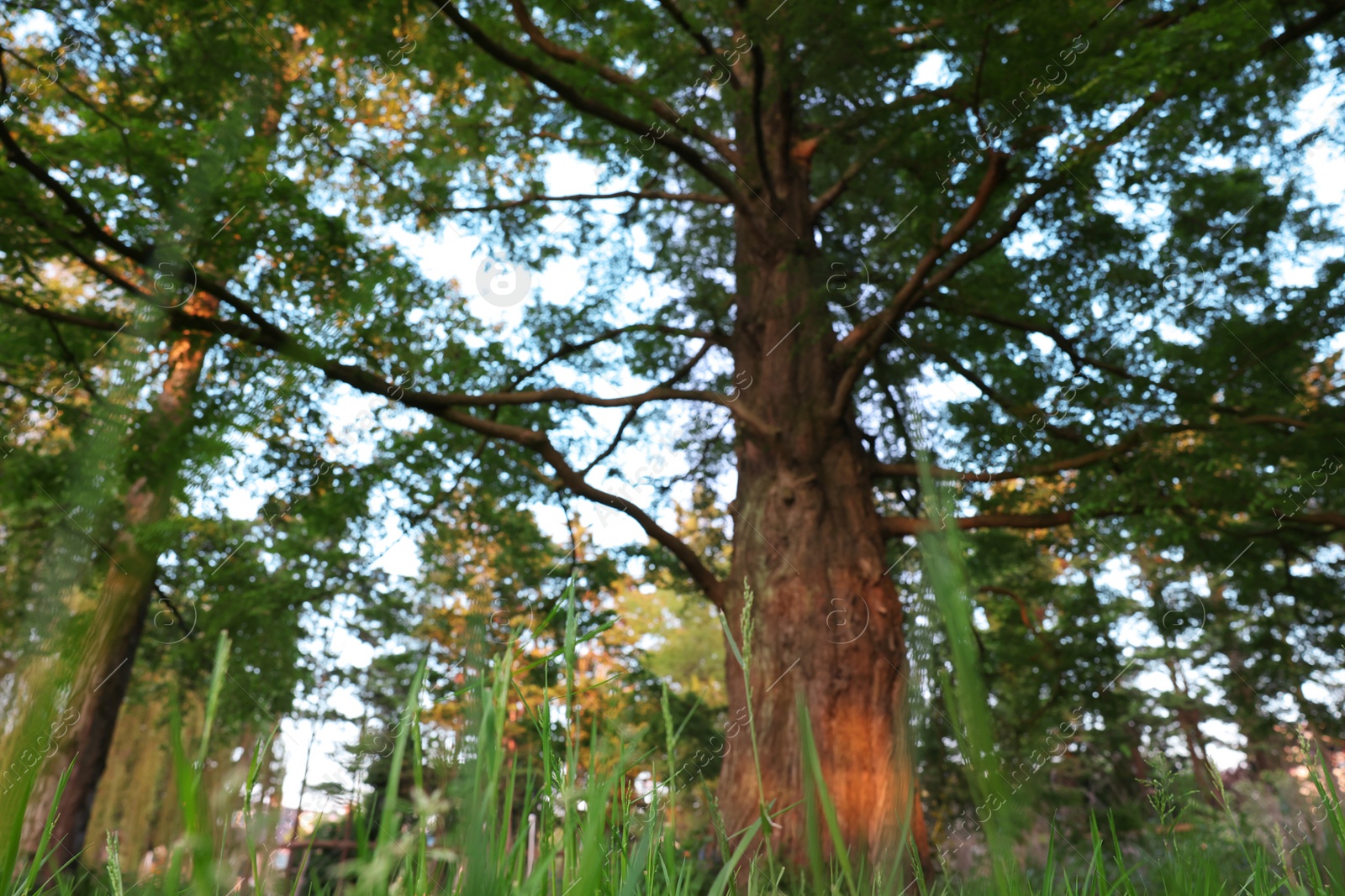 Photo of Beautiful tree with green leaves growing in park, low angle view