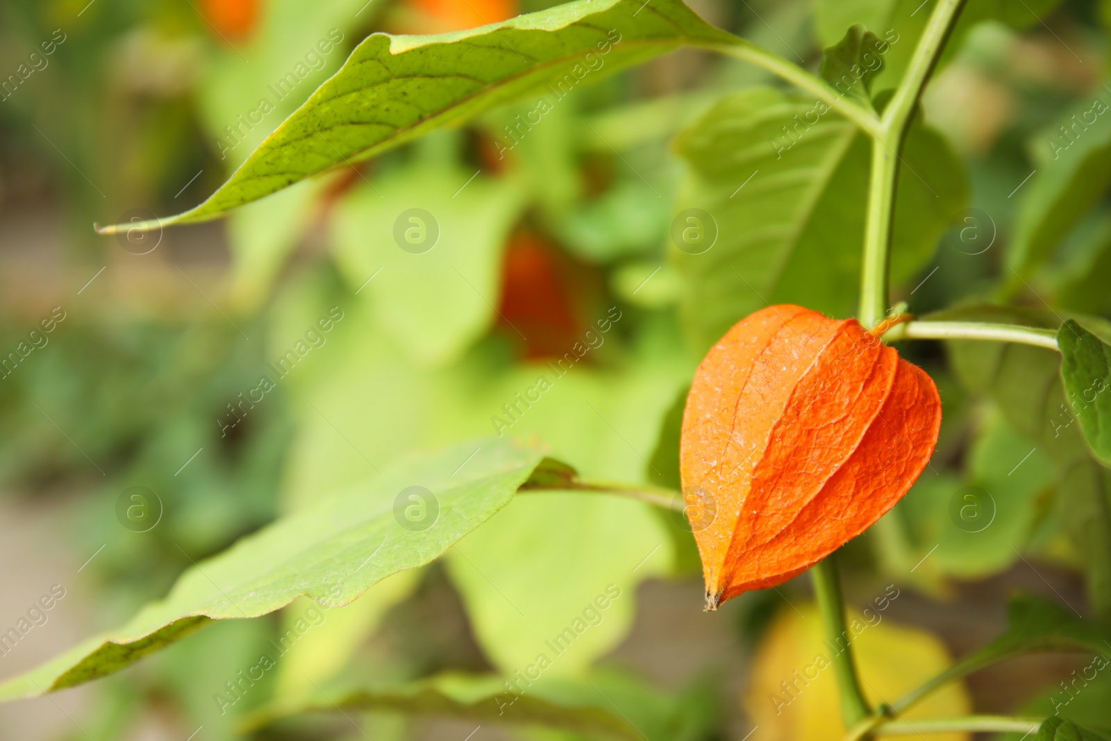 Photo of Bright ripe physalis sepal on bush, closeup. Space for text