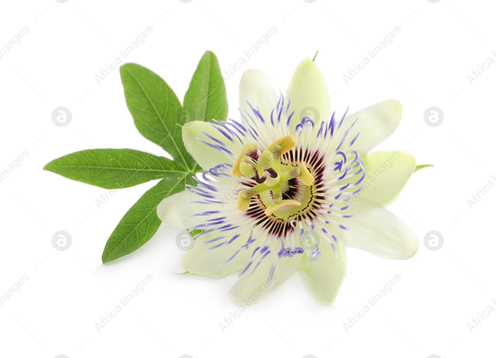 Photo of Beautiful blossom of Passiflora plant (passion fruit) with green leaves on white background