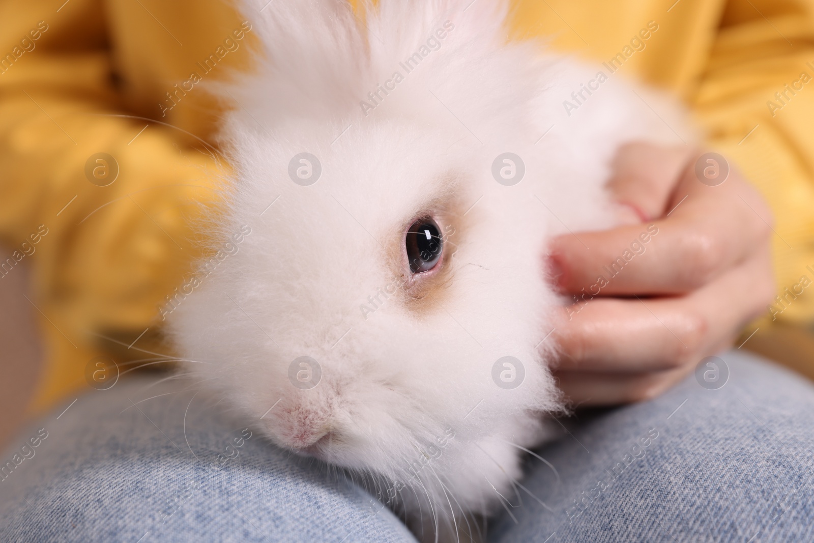 Photo of Woman with fluffy white rabbit, closeup. Cute pet