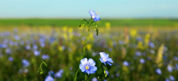 Image of Beautiful blooming flax plants in meadow. Banner design