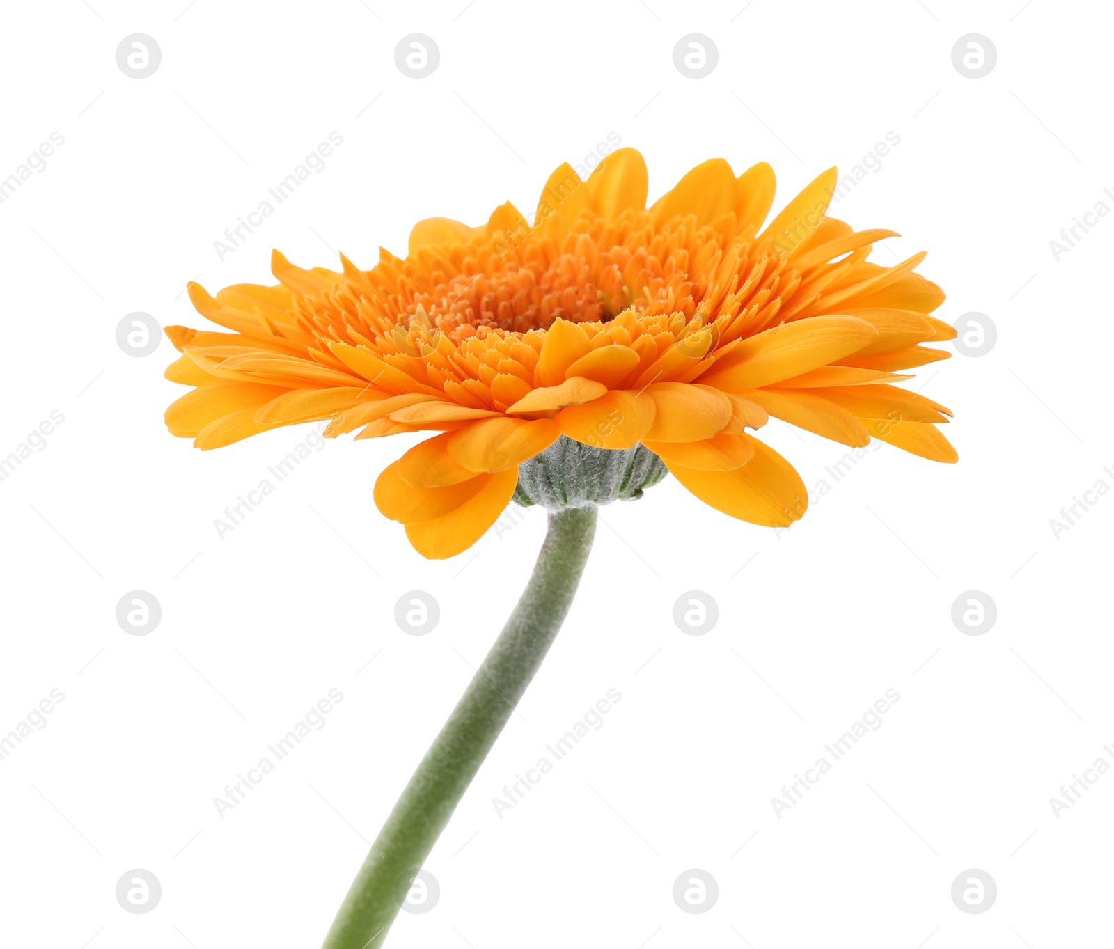 Photo of Beautiful orange gerbera flower isolated on white