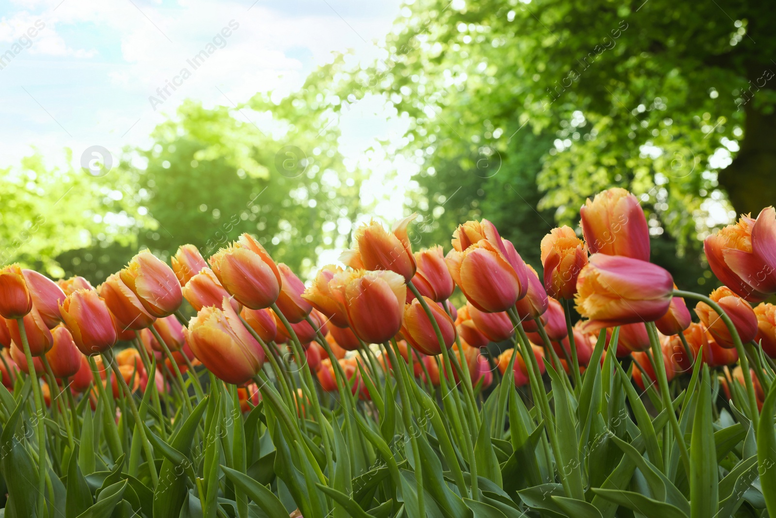 Photo of Many beautiful tulip flowers growing in park on sunny day, closeup. Spring season