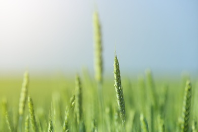 Photo of Wheat field on sunny day. Amazing nature in  summer