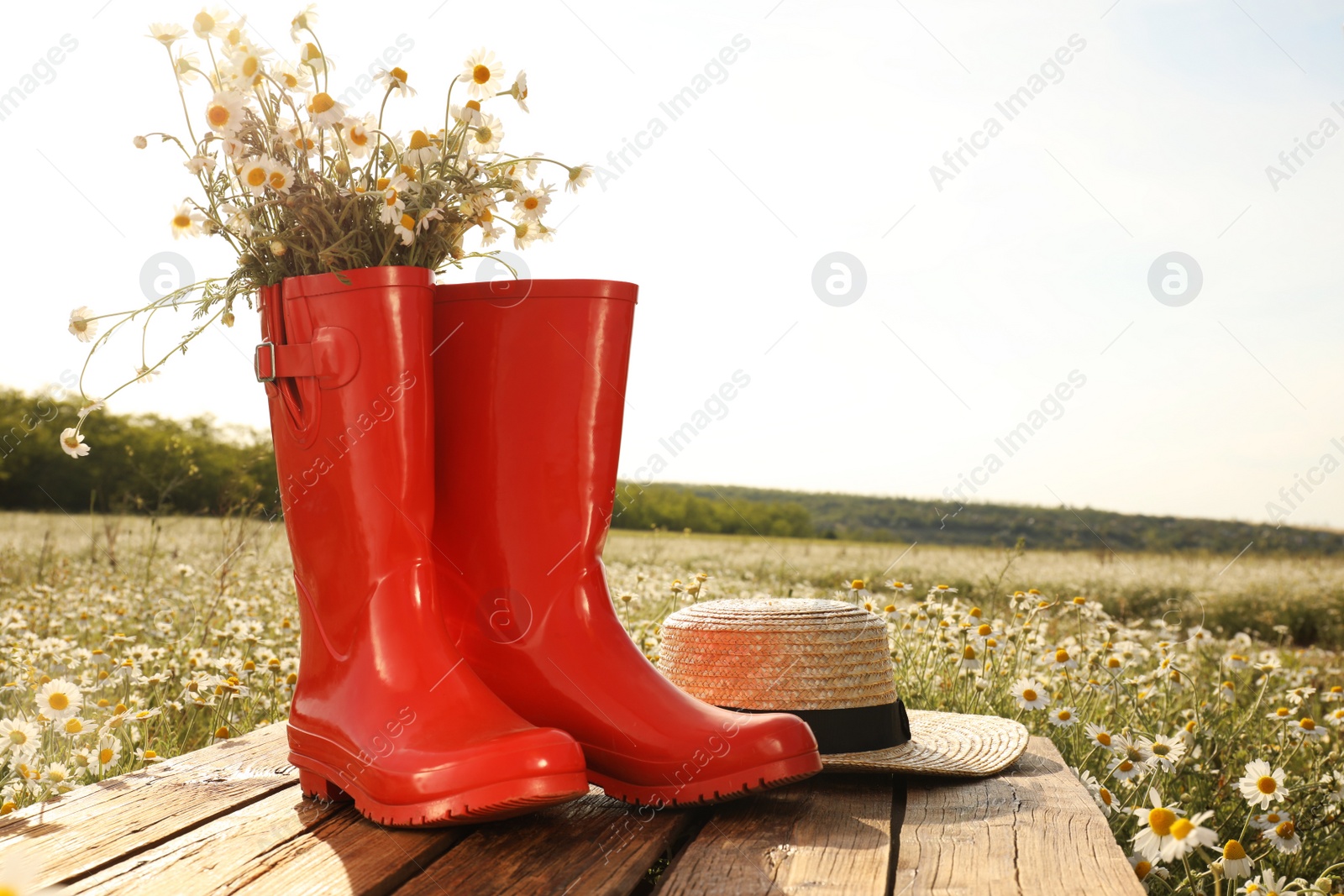 Photo of Red rubber boots with chamomiles and straw hat on wooden table in field