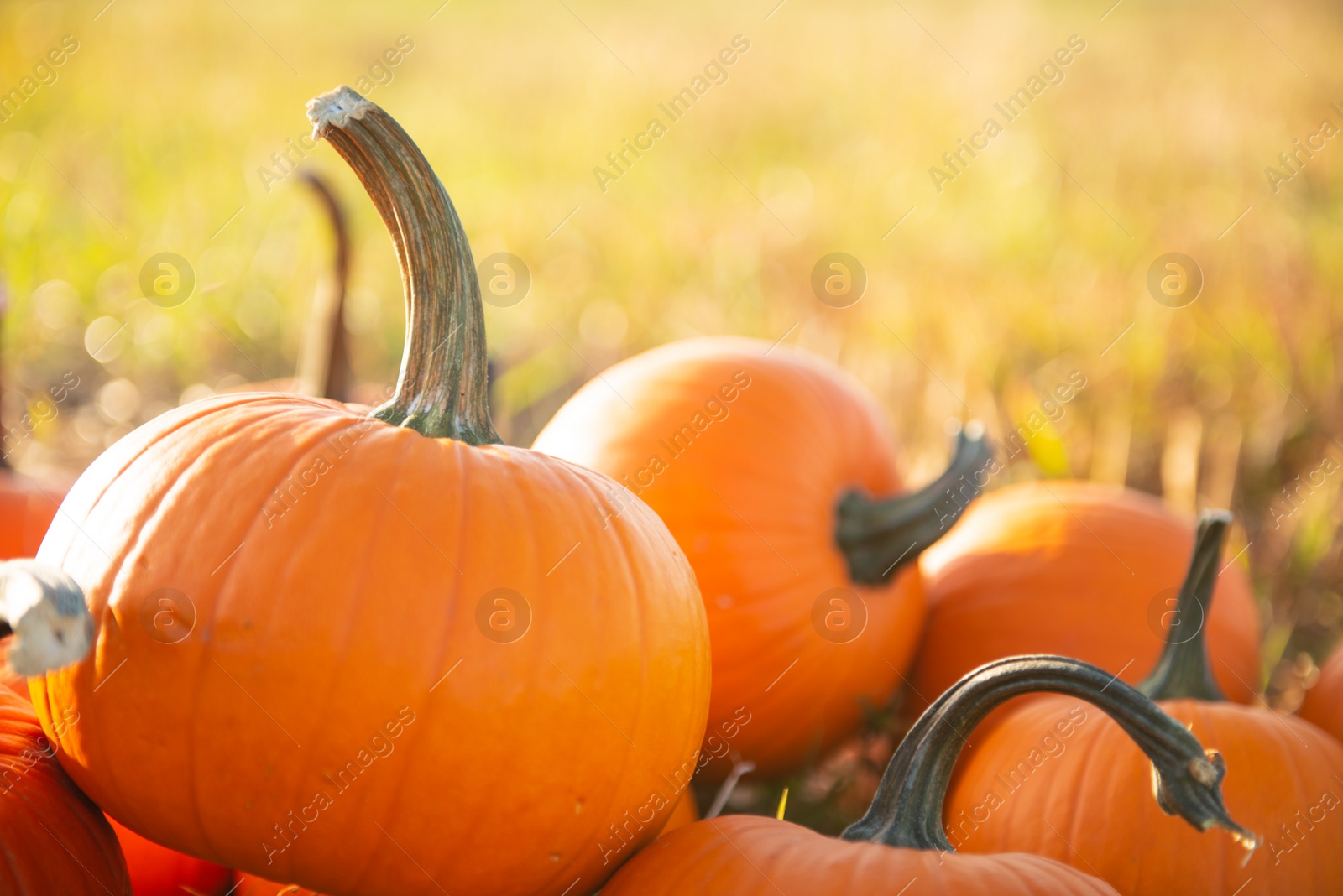 Photo of Many ripe orange pumpkins in field outdoors, closeup