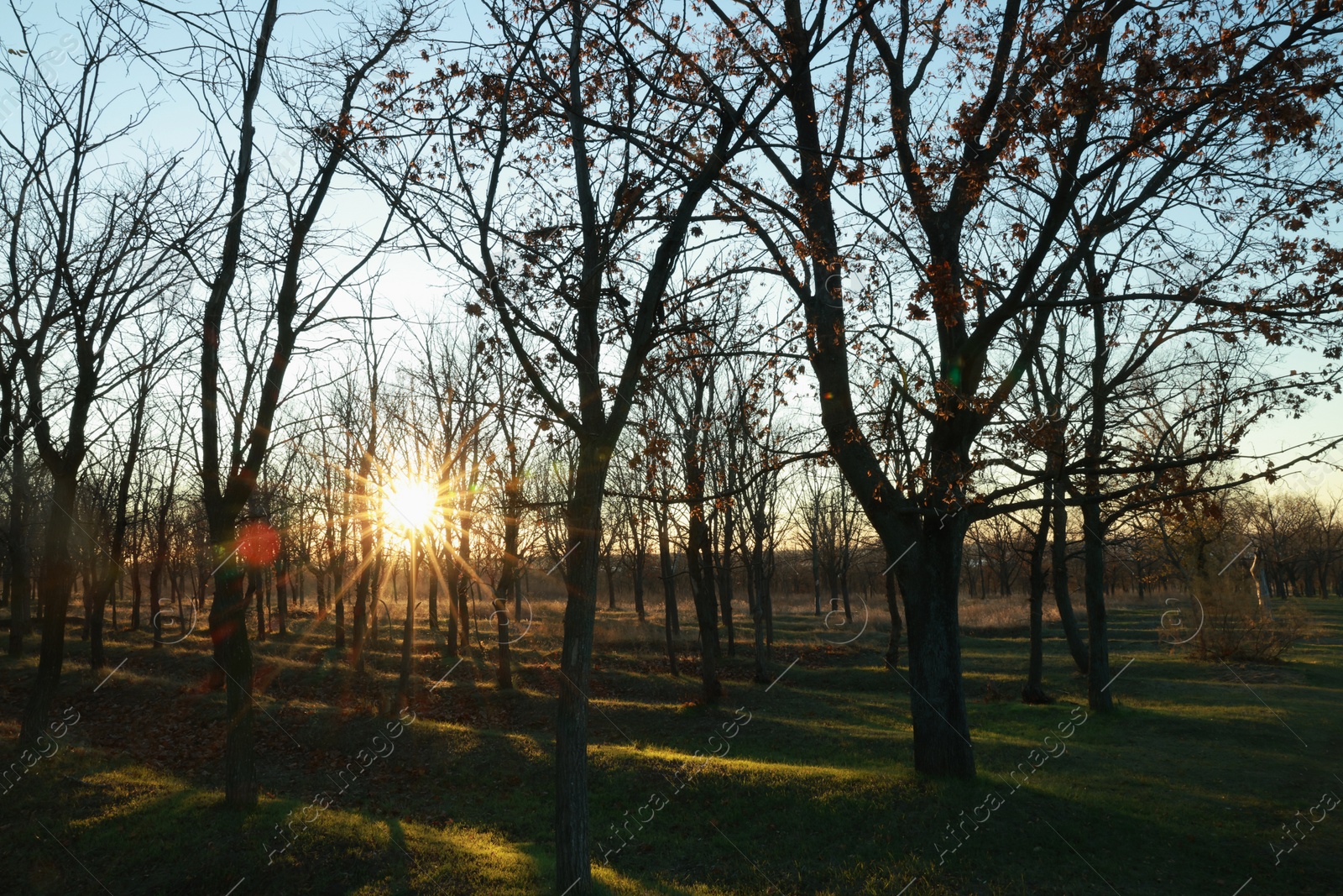 Photo of Beautiful view of autumn park at sunset