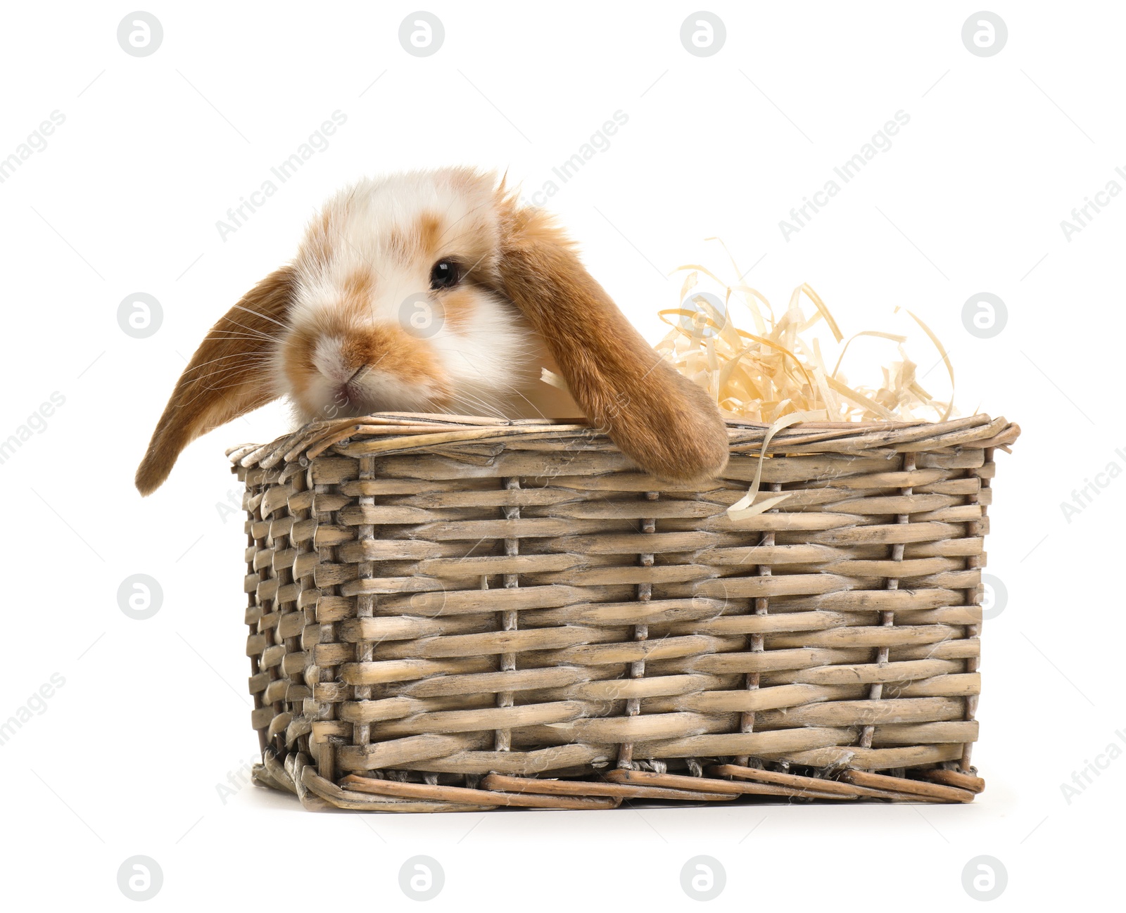 Photo of Cute bunny in wicker basket on white background