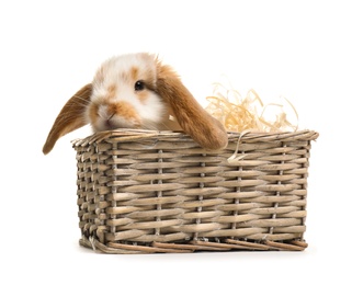 Photo of Cute bunny in wicker basket on white background