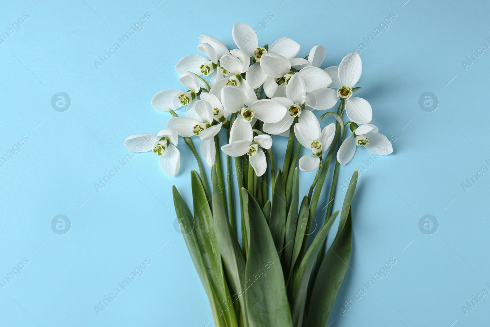 Photo of Beautiful snowdrops on light blue background, flat lay