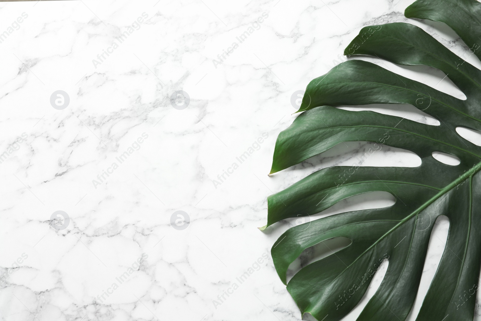 Photo of Green fresh monstera leaf on marble background, top view with space for text. Tropical plant