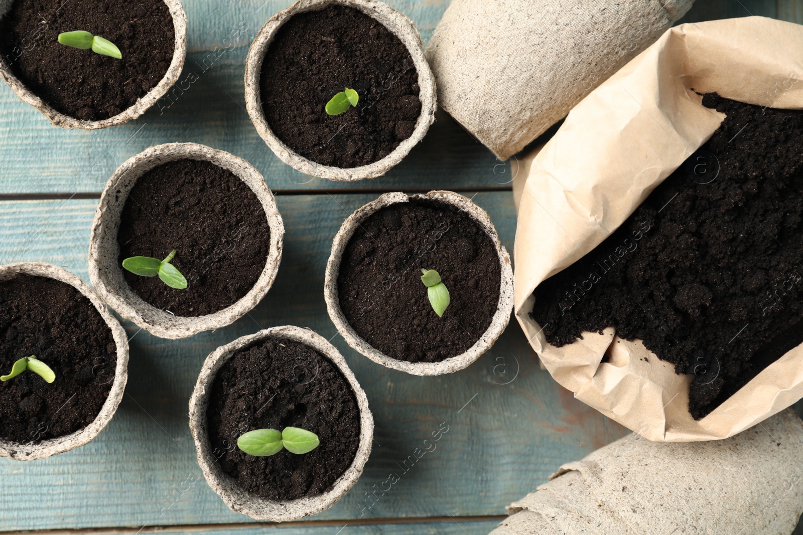 Photo of Young seedlings and sack with soil on light blue wooden table, flat lay