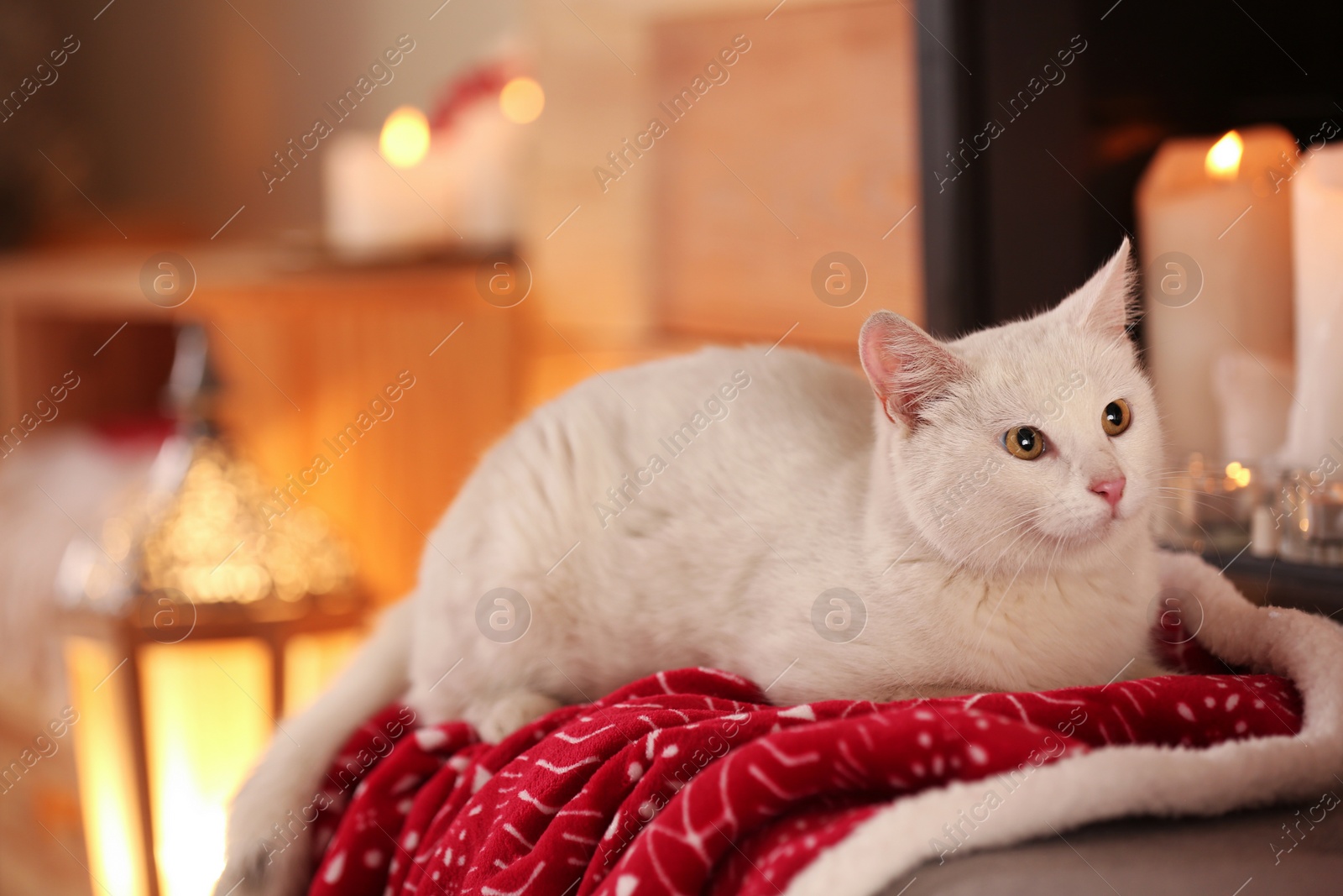 Photo of Cute white cat under blanket in room decorated for Christmas. Adorable pet