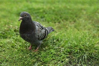 Photo of Beautiful grey dove on green grass outdoors, space for text