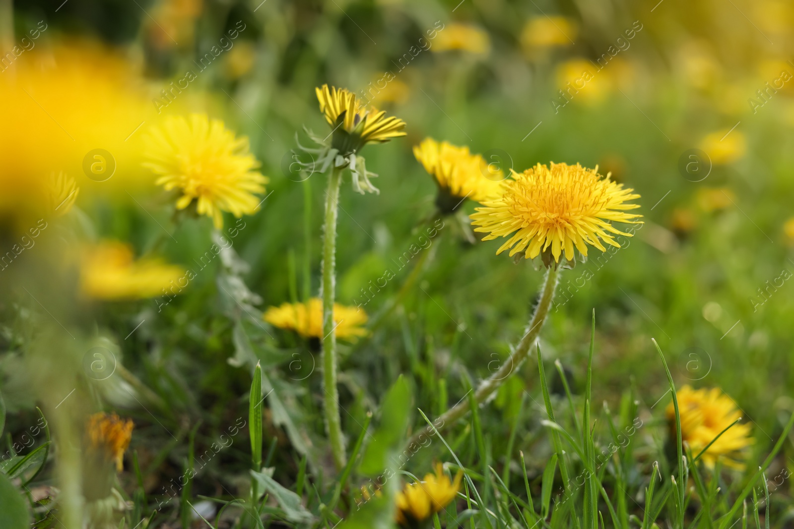 Photo of Beautiful bright yellow dandelions growing outdoors, closeup