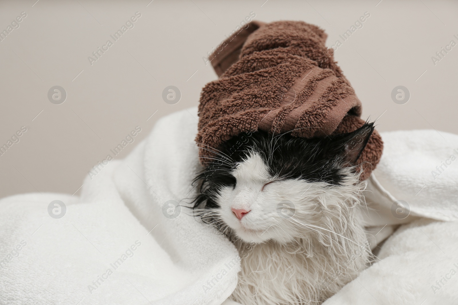 Photo of Wet cat wrapped with towels on light grey background