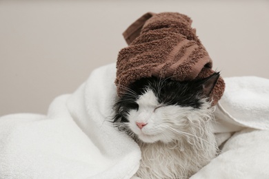 Wet cat wrapped with towels on light grey background