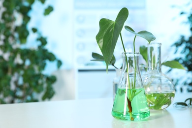 Photo of Flask with leaves on table, space for text. Plant chemistry