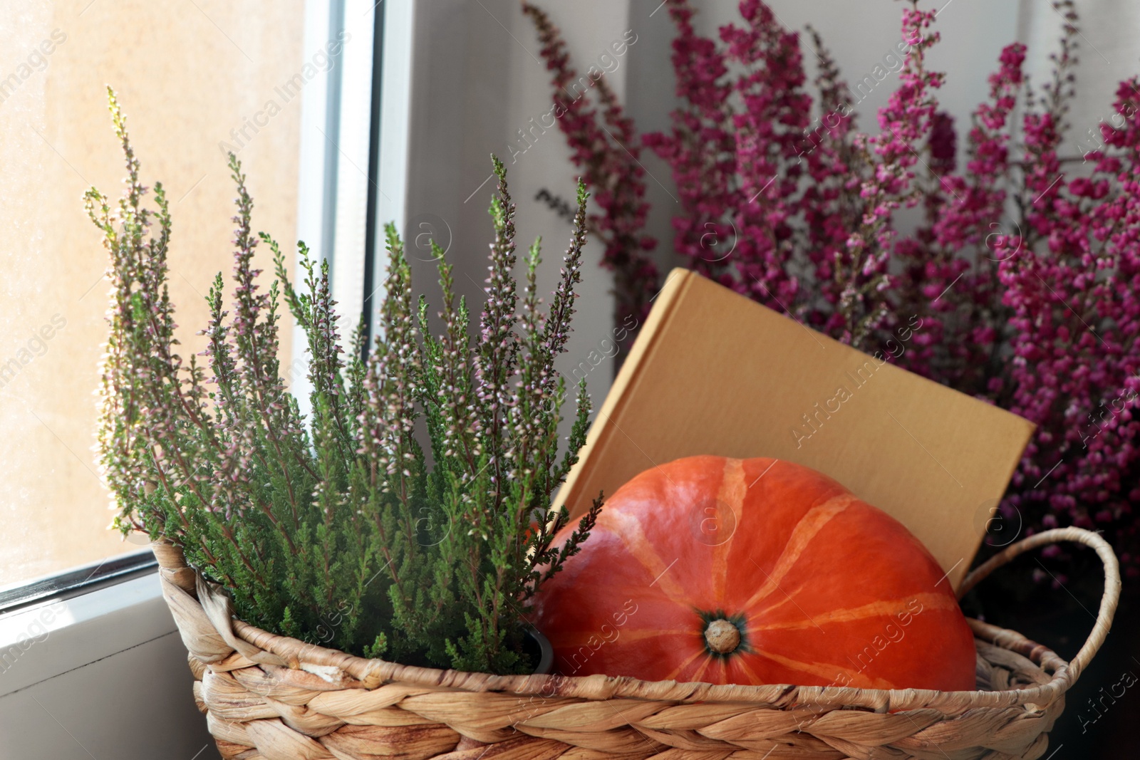 Photo of Wicker basket with beautiful heather flowers, pumpkins and book near window indoors, closeup