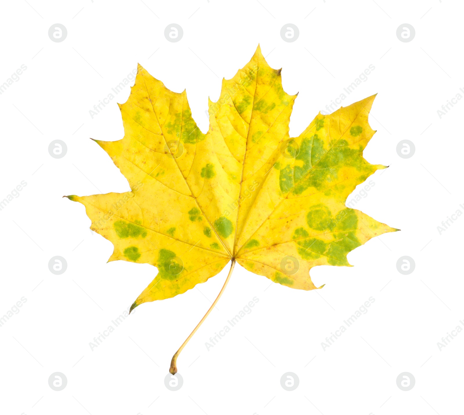 Photo of One maple leaf isolated on white. Autumn season