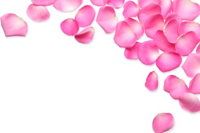 Many pink rose petals on white background, top view