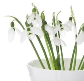 Beautiful snowdrops in cup isolated on white. Spring flowers
