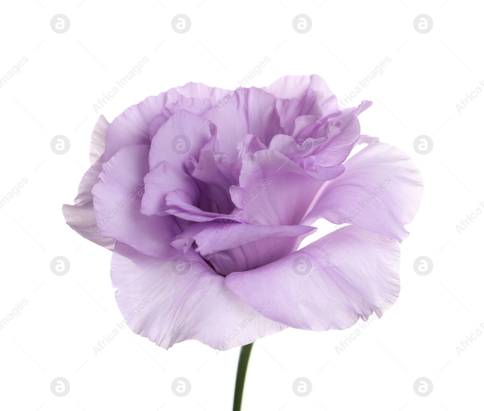 Photo of Beautiful Eustoma flower on white background