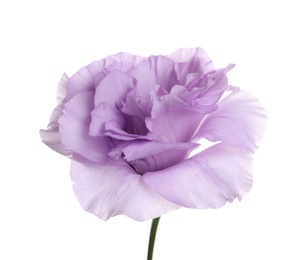 Photo of Beautiful Eustoma flower on white background