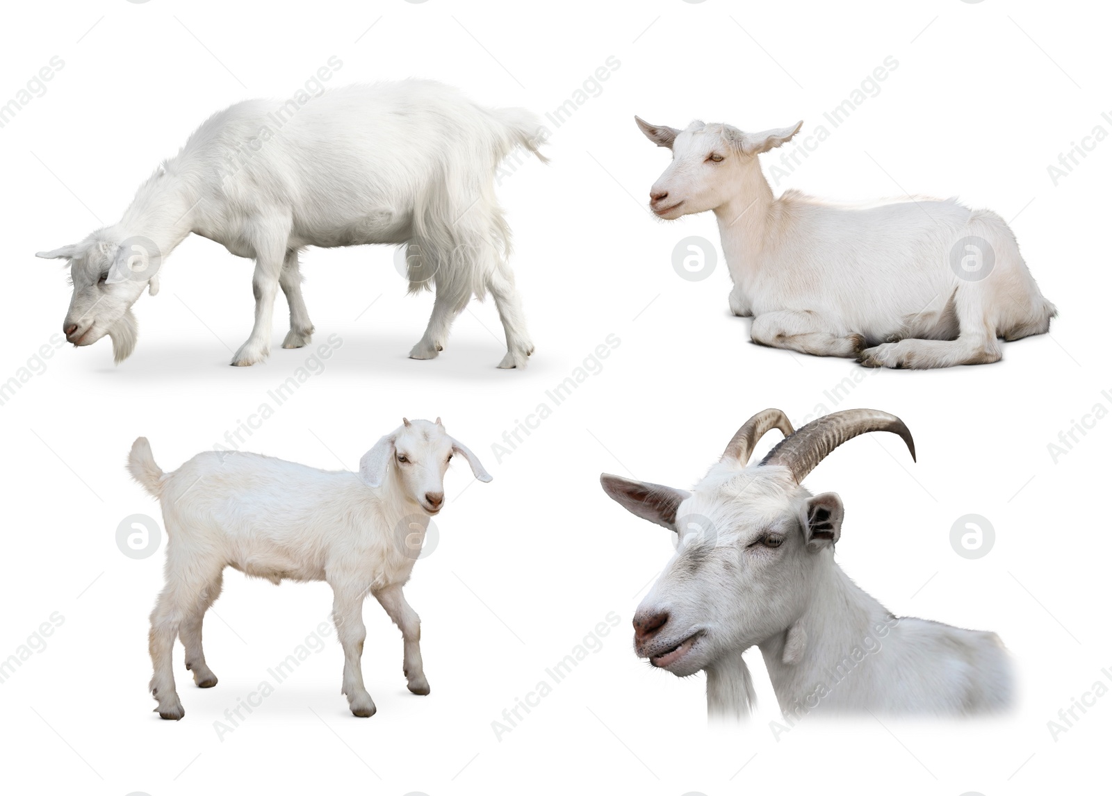 Image of Cute domestic goats on white background, collage