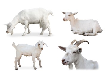 Image of Cute domestic goats on white background, collage