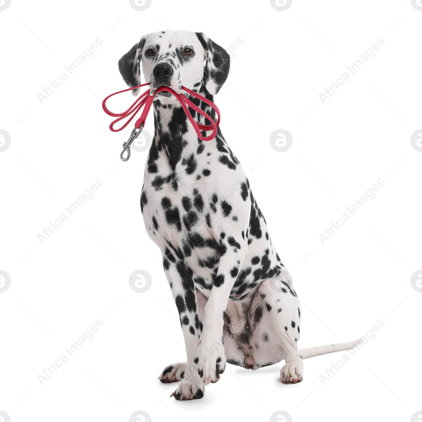 Image of Adorable Dalmatian dog holding leash in mouth on white background