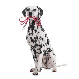 Image of Adorable Dalmatian dog holding leash in mouth on white background