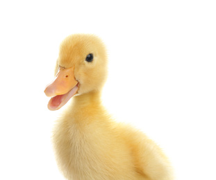 Photo of Cute fluffy baby duckling on white background