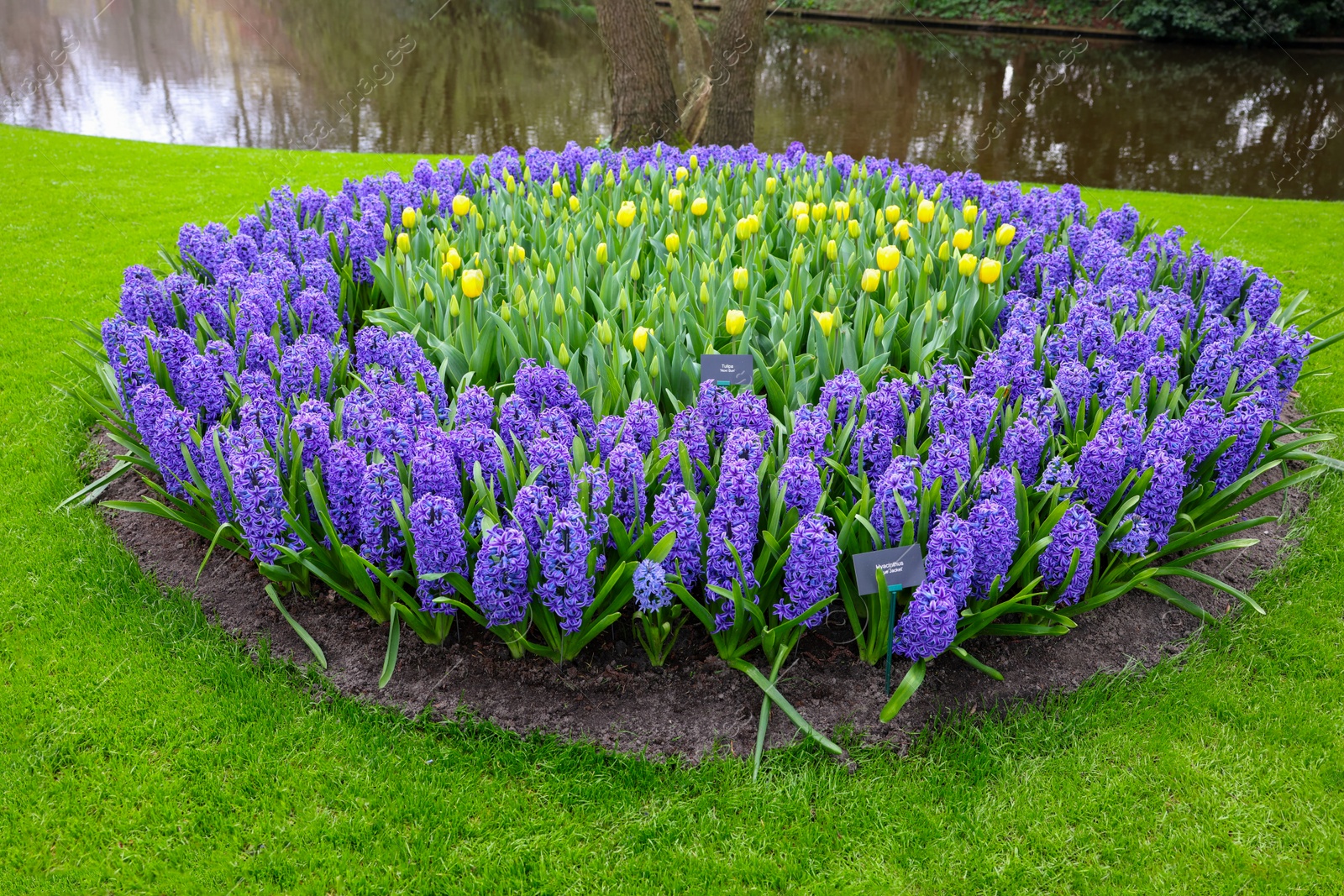 Photo of Beautiful blue hyacinth and tulip flowers growing in park