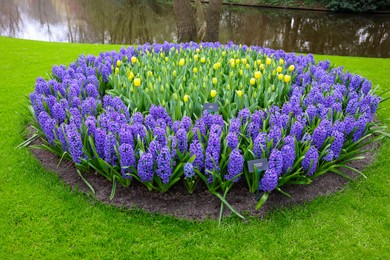 Photo of Beautiful blue hyacinth and tulip flowers growing in park