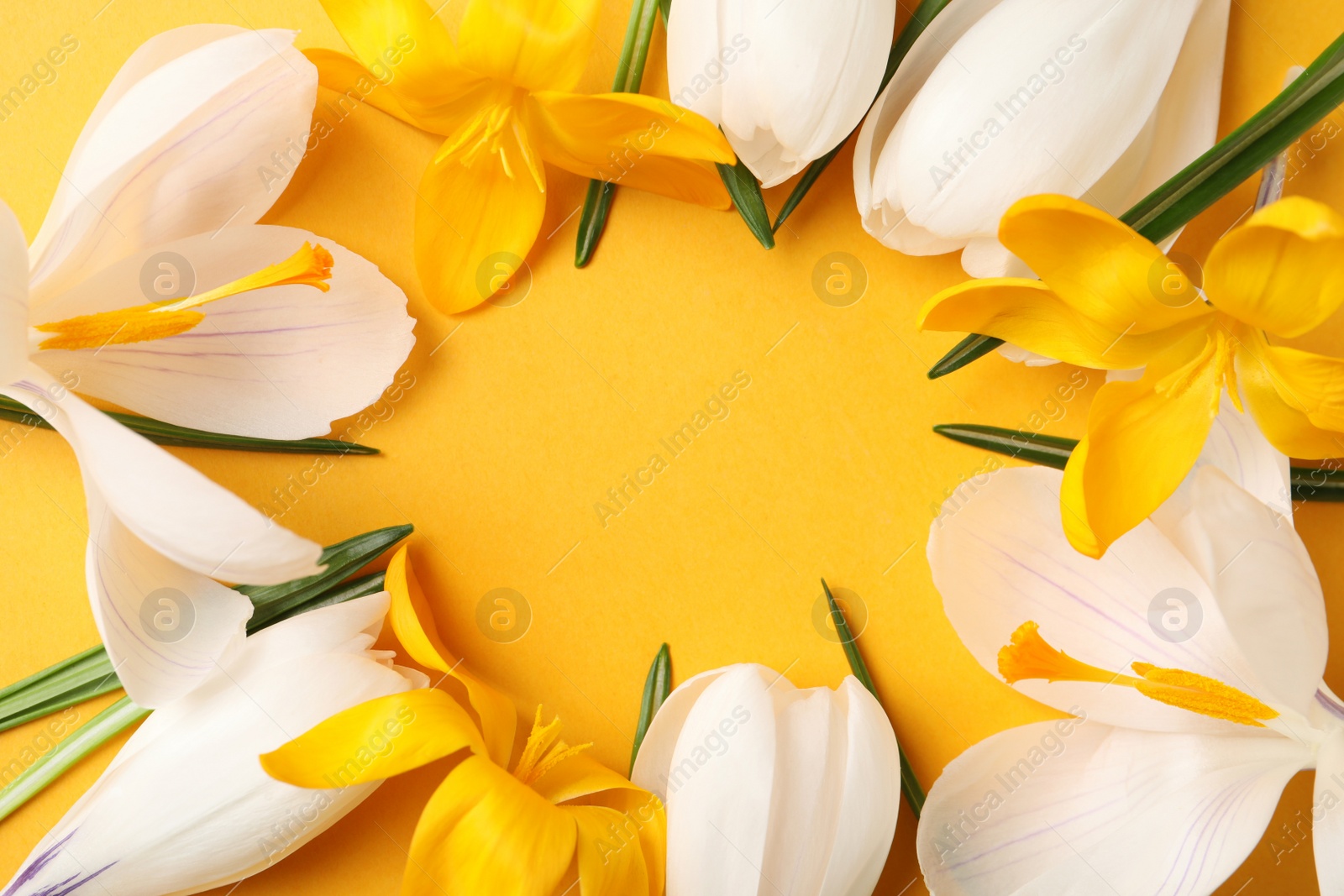 Photo of Frame of beautiful crocus flowers on yellow background, flat lay. Space for text