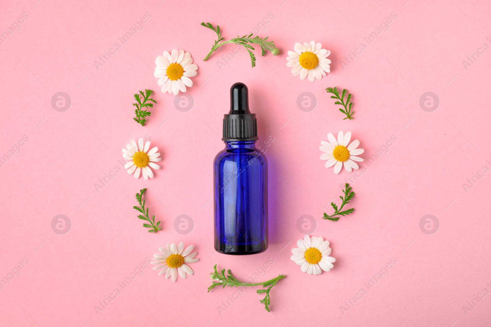 Photo of Bottle of essential oil and chamomile flowers on color background, flat lay